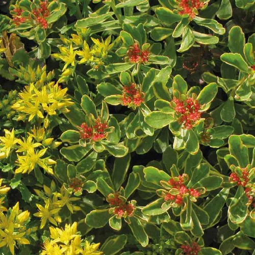 Sedum Kamtschaticum Variegatum jaune - Le pot de 9 x 9 cm