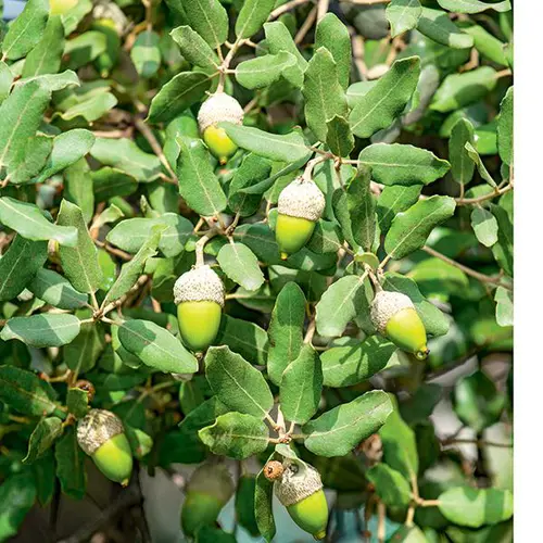 Chêne vert botanic®. Le pot de 10 litres