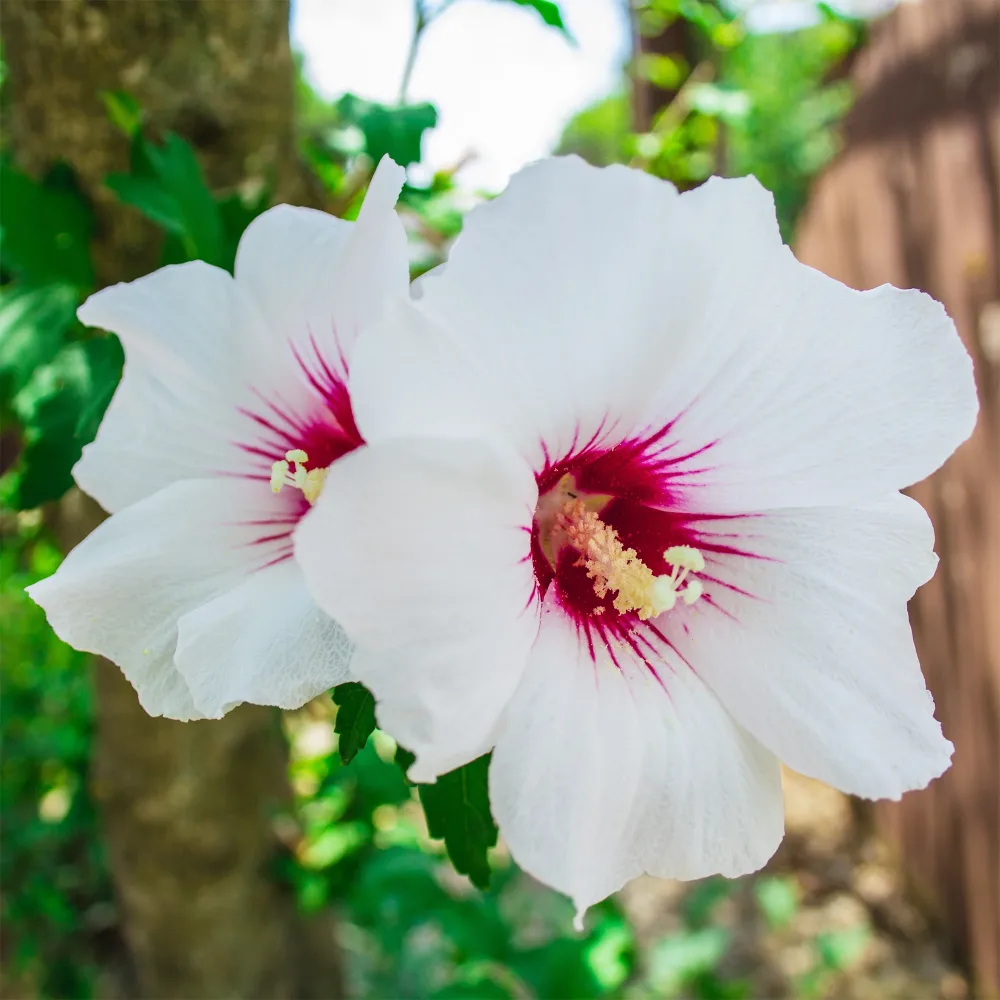 Hibiscus Red Heart Hibiscus syriacus Red heart