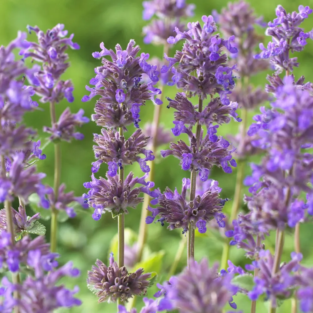 Nepeta Grog Nepeta racemosa grog