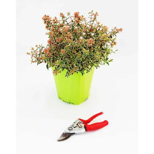 Abélia Grandiflora variété Magic Daydream. Le pot de 4 litres