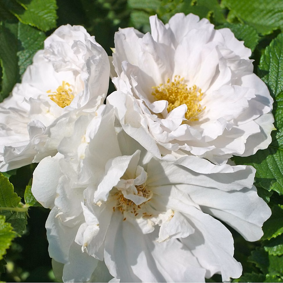 2 x Kordes | Rugosa – Rosa 'White Roadrunner'