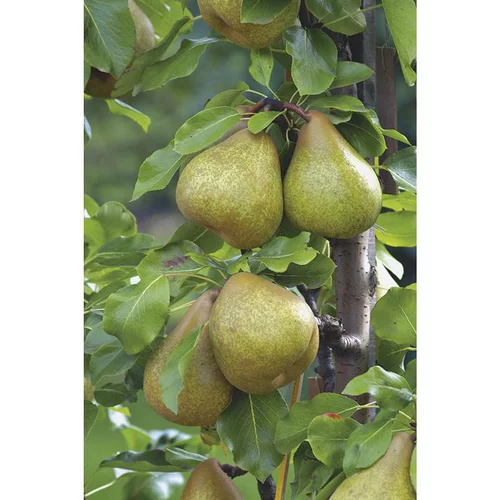 Poirier Delbard Gourmande ® Delsavor Bio. Le pot de 12 litres forme gobelet