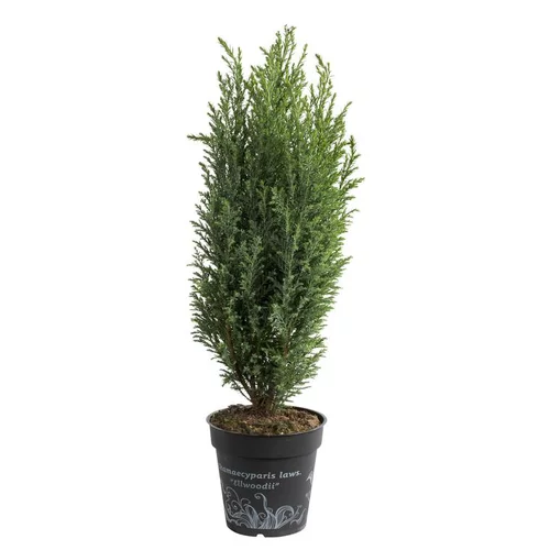 Chamaecyparis Law.Elwoodii - Le pot de 1 litre