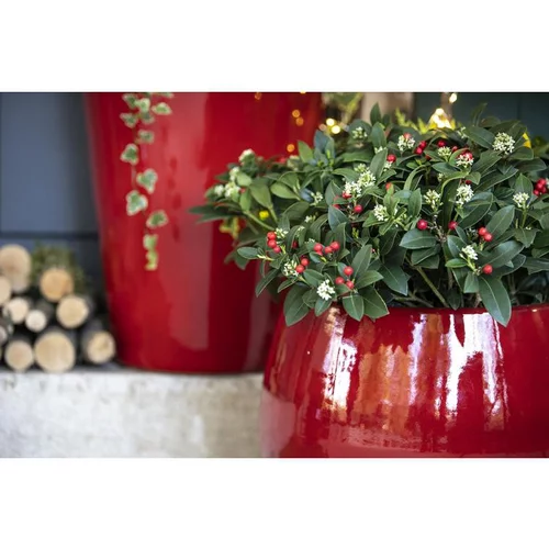 Skimmia fruit - Le pot de 1 litre