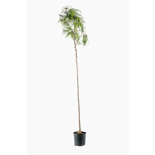 Schinus Molle (Faux poivrier odorant) 10/12 tige en pot de 30 L vert