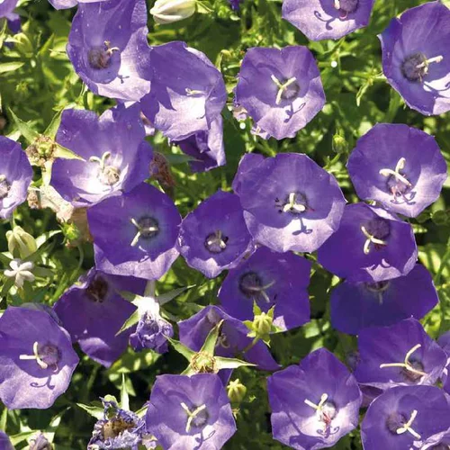 Campanule des Carpates bleue - Le pot de 9 x 9 cm