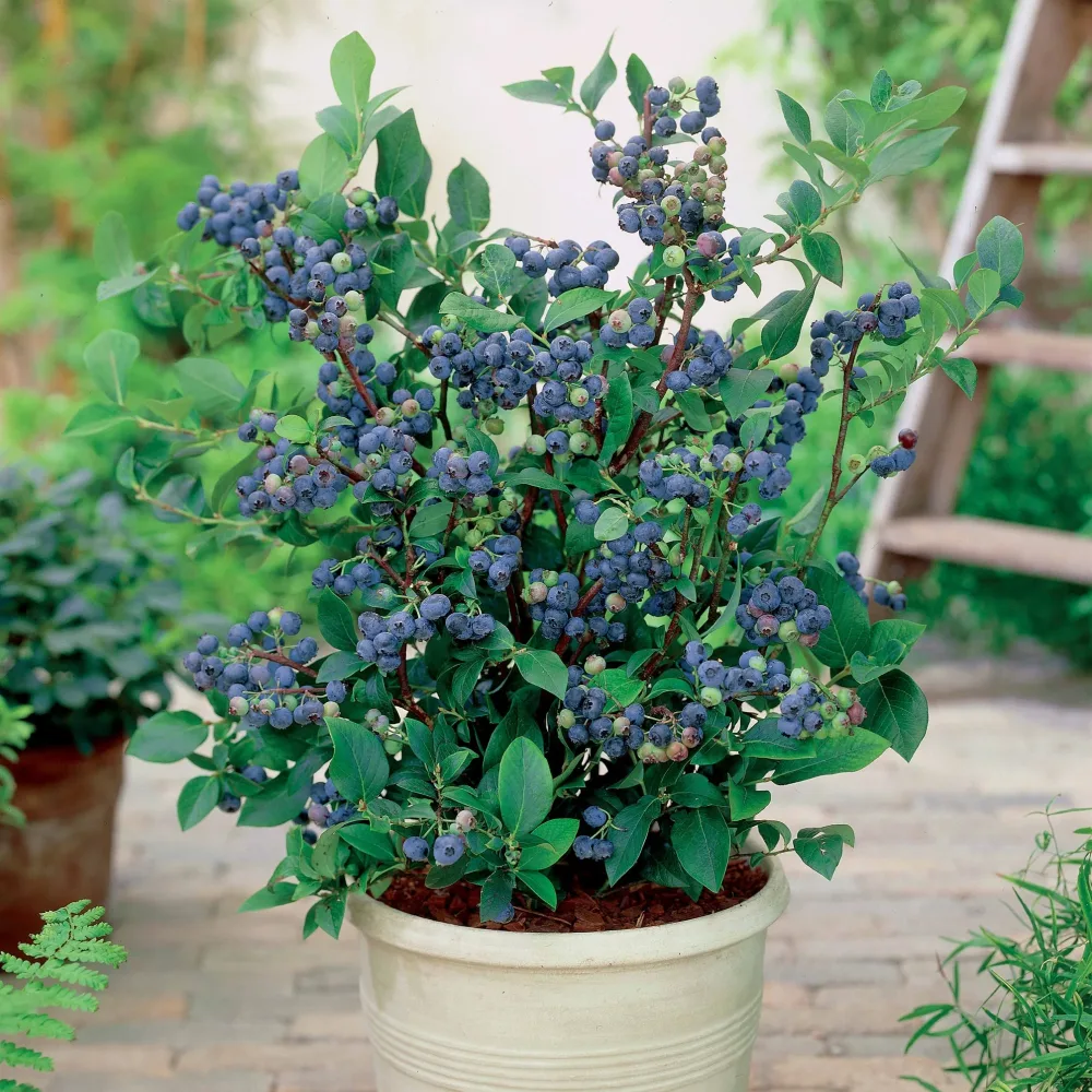 Myrtillier Top Hat Vaccinium corymbosum top hat