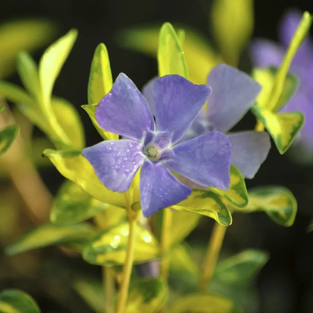 Petite pervenche panachée Vinca minor Argenteovariegata