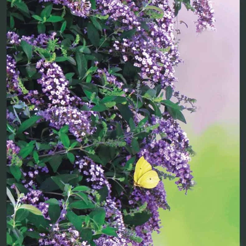 Arbre aux papillons Butterfly wall Buddleia butterfly wall