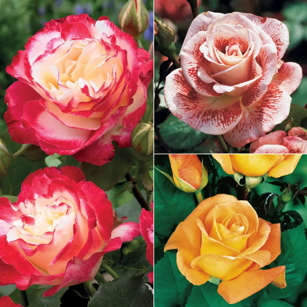 Collection de 3 Rosiers buissons : Famosa, Whisky, Double Delight Rosa 'famosa', 'whisky', 'double delight'