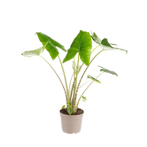 Alocasia Zebrina ou Oreille d'éléphant. Le pot Ø 24 cm
