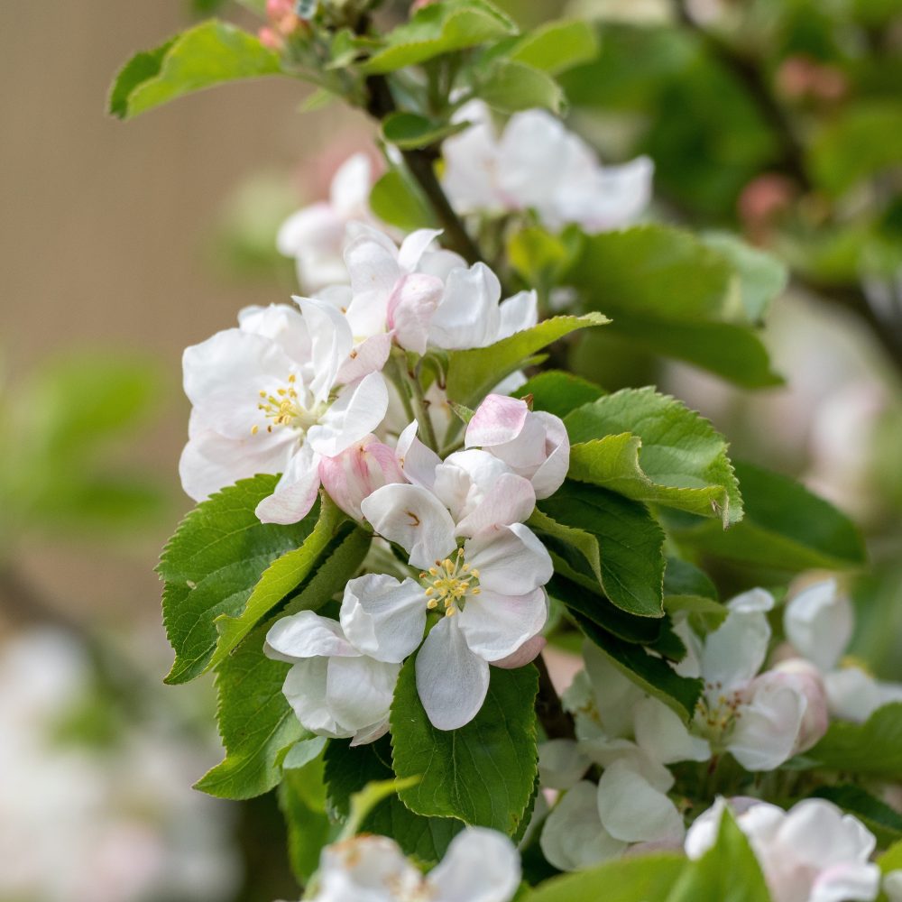 Pommier sauvage Malus sylvestris