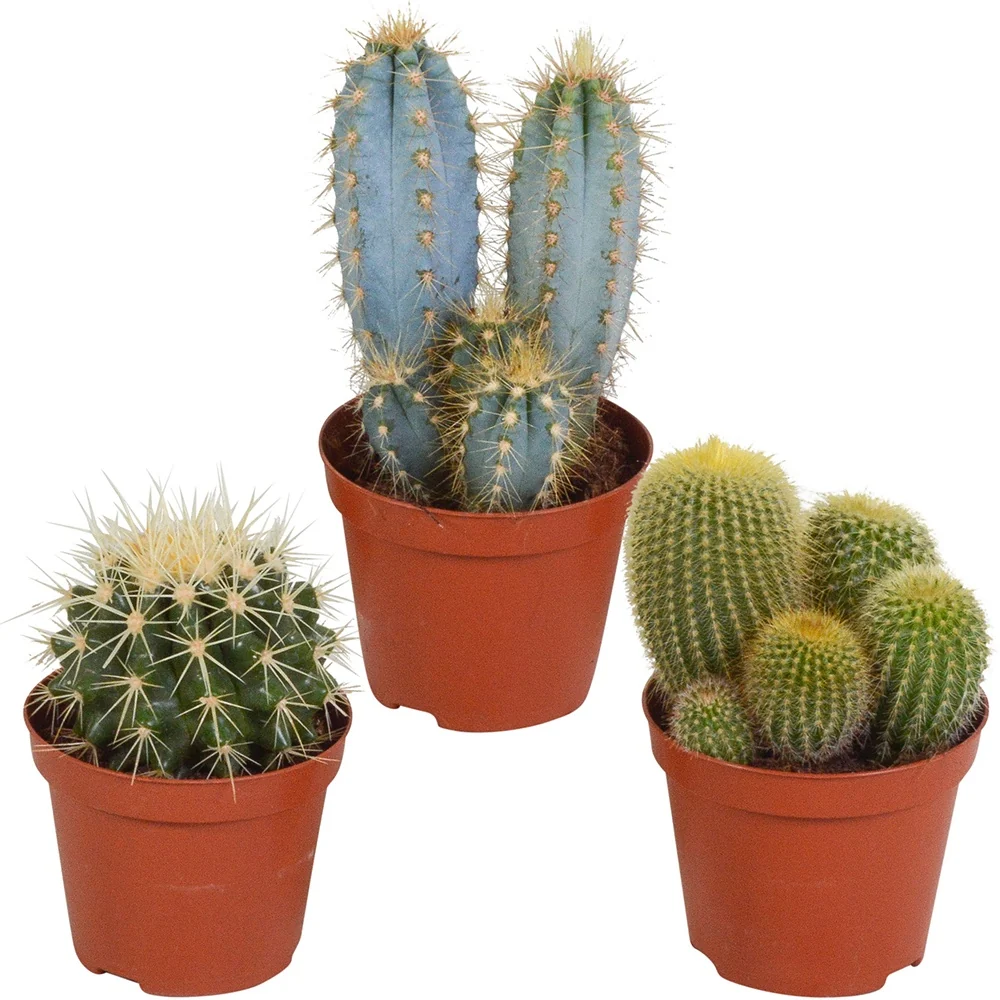 Mélange de 3 cactus eriocactus, pilosocereus, echinocactus