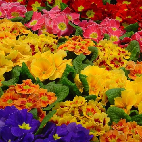 Primevère des jardins - Coupe de 23 cm