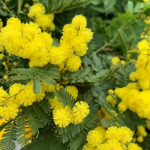 Mimosa greffe (Acacia Dealbata) tuteur. Le pot de 2,5 litres