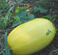 Courge Spaghetti Vegetal Bio. La barquette de 3 plants