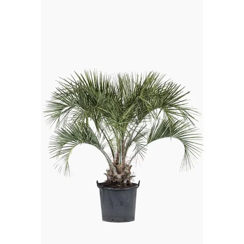 Butia Capitata (Cocotier du Brésil) 80/100 en pot de 30 L vert