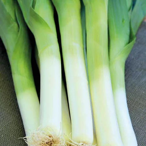 Poireau Maxim Bio. La barquette de 12 plants