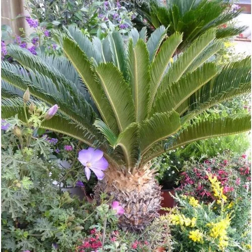 Cyca Revoluta vert en pot de 2,5 L
