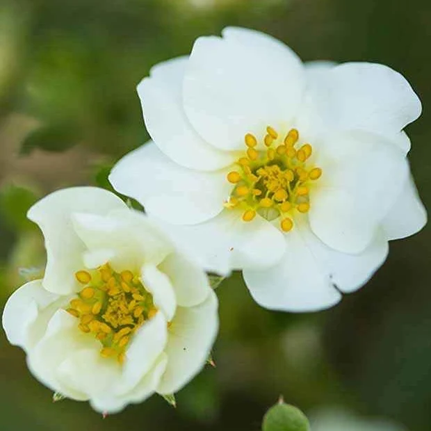 Potentille arbustive Crème Brûlée Potentilla fruticosa creme brûlée