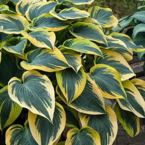 Hosta First Frost vert botanic®. Le pot de 2 litres
