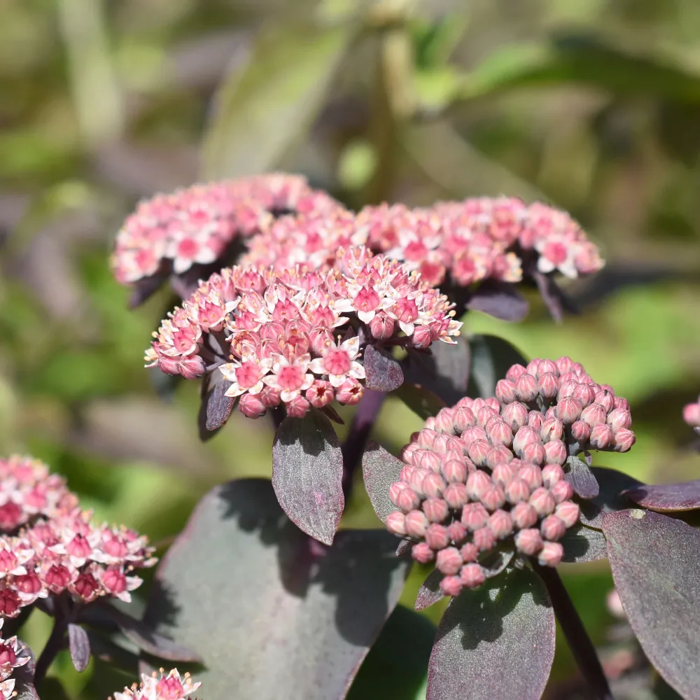 Sedum Sunsparkler® Cherry Tart Sedum Sunsparkler® Cherry Tart