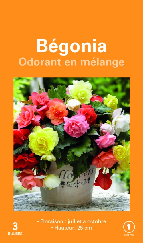 Bulbes de fleurs Bégonia Cascade Odorata en mélange botanic® – 3 bulbes