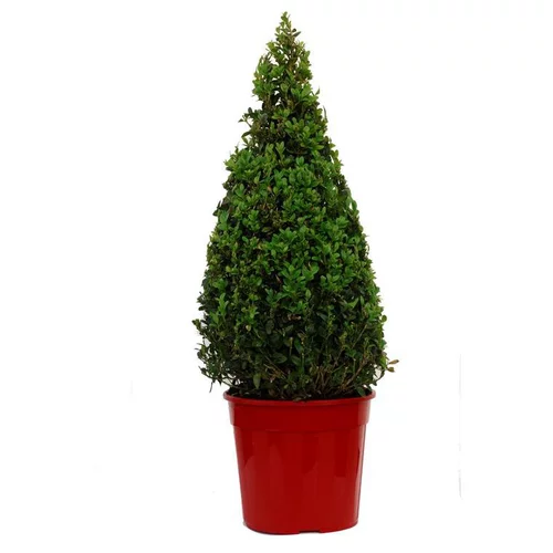 Buis Sempervirens en pot de 4 litres
