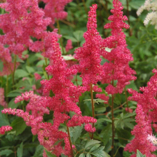 Astilbe Arendsii Color Flash Lime (Rose). Le pot de 4 litres