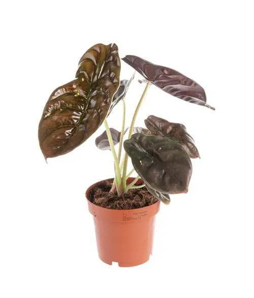 Alocasia Red Secret vert. Le pot Ø 19 cm
