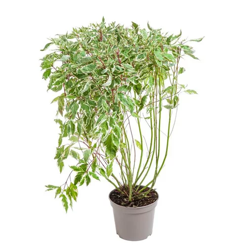 Cornouiller panaché Elegantissima blanc. Le pot de 7 litres