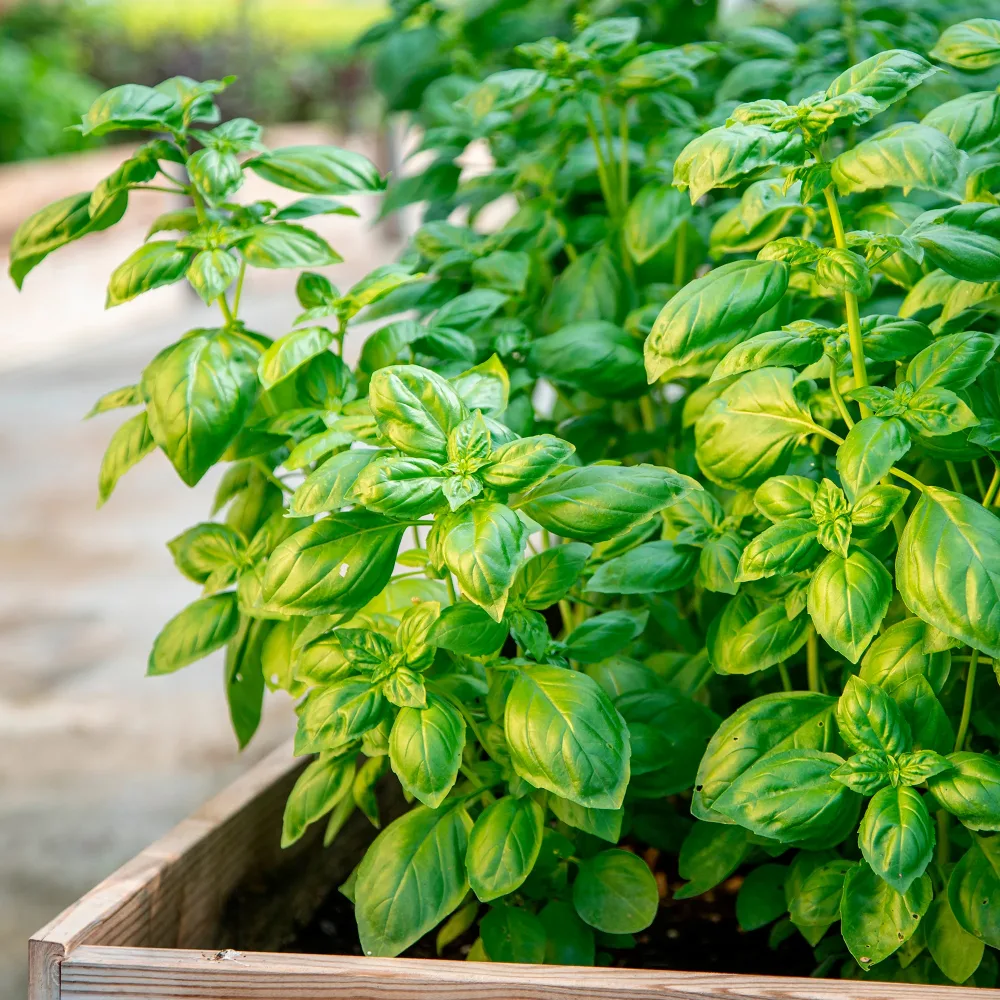 Basilic amélioration de Genovese Bio Ocimum basilicum genovese