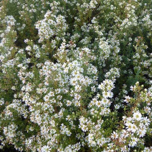 3 Astères éricoïdes Schneetanne Aster ericoides schneetanne