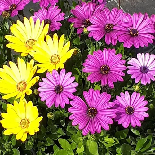 Osteospermum ou marguerite du Cap - Le pot Theo de 4,5 litres avec soucoupe