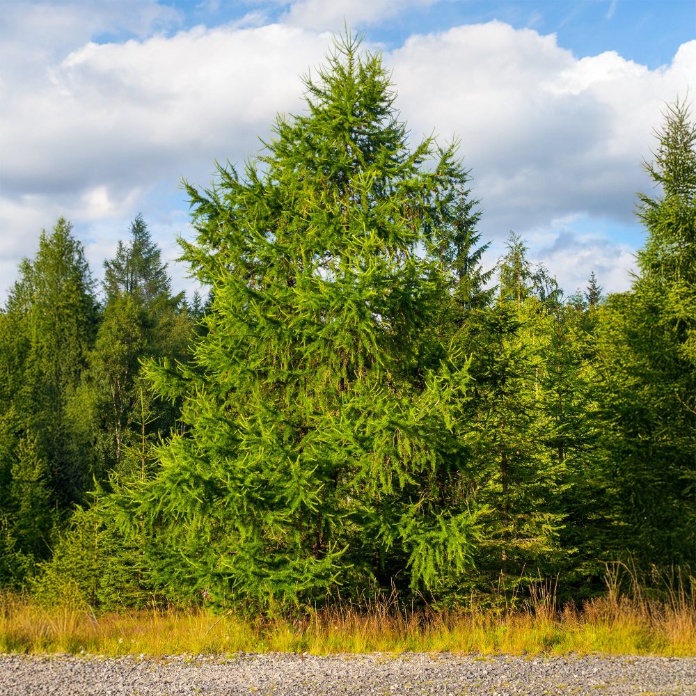 Mélèze d'Europe Larix decidua