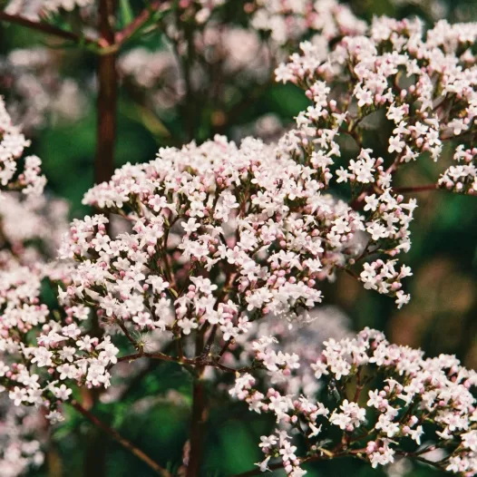 Bio zaden van Valeriaan Officinalis