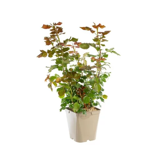 Rosier Parfum Royal® Label Rouge en pot de 5L