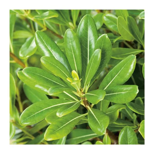 Pittosporum Tobira - pot 12 L