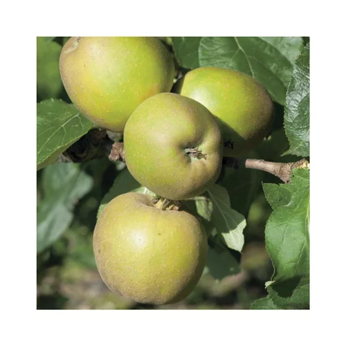Pommier Reinette Grise Du Canada. Le pot de 12 litres, forme gobelet