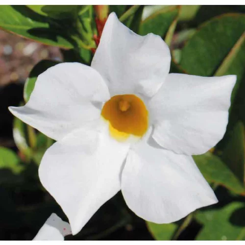 Dipladénia variété Bella blanc. Le pot de 9 x 9 cm