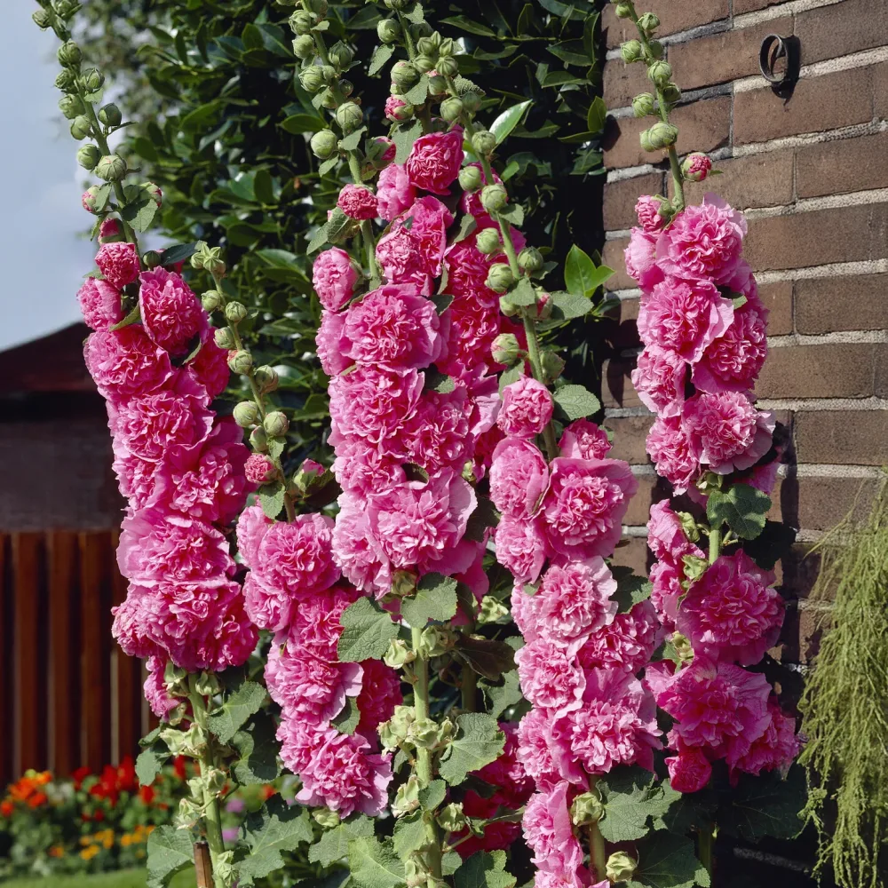 Rose trémière double Rose Alcea rosea chaters double group pink