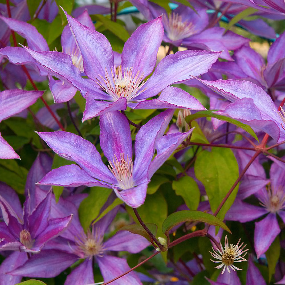 2 x Clématite 'Bagatelle' – Clematis 'Bagatelle' | Dorothy Walton | 50 | 60 cm pot