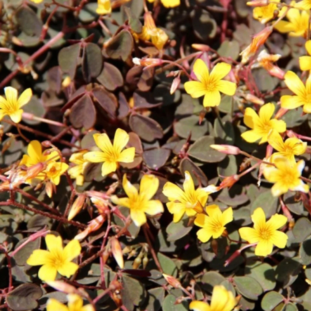 3 Oxalis articulata Burgundy yellow Oxalis articulata 'burgundy yellow'