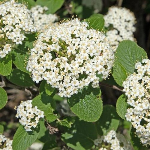 Viorne lantane Viburnum lantana