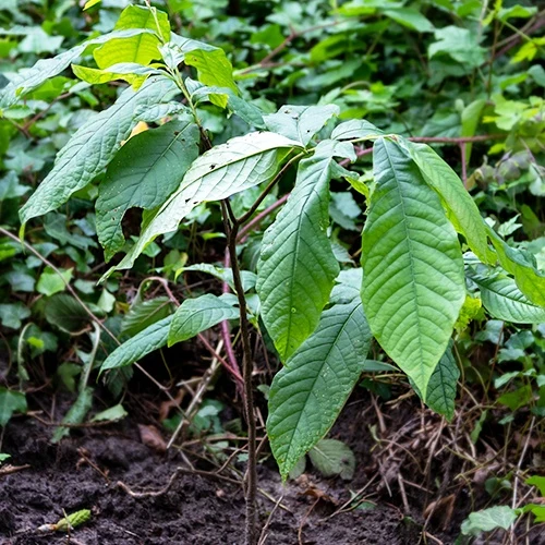 Asiminier Triloba EXTRA Asimina triloba