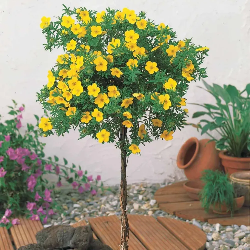 Potentille sur tige Potentilla fruticosa
