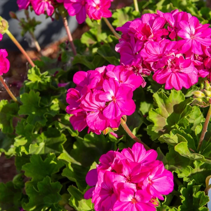 Géranium zonale 'Dark Lilac' Pelargonium zonale 'dark lilac'