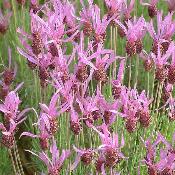 6 x Lavande pédonculée | Lavandula stoechas 'Pedunculata' – godet 9cm x 9cm
