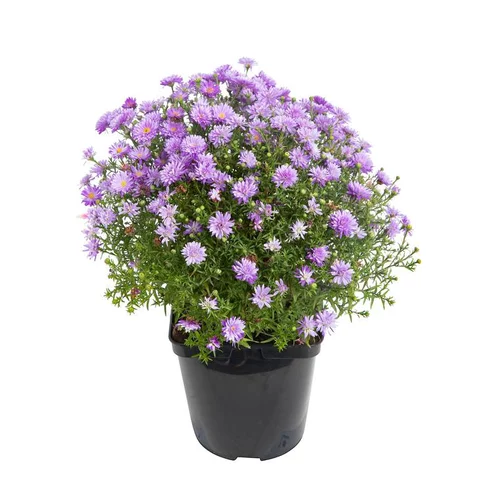 Aster Dumosus - Le pot de 3 litres